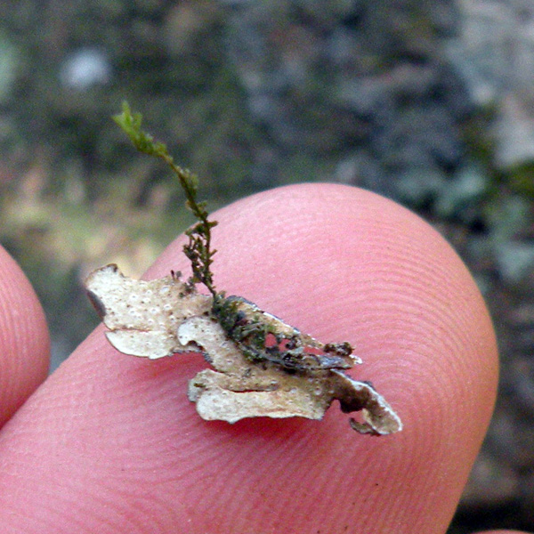 Lichen Trail in Sud Africa